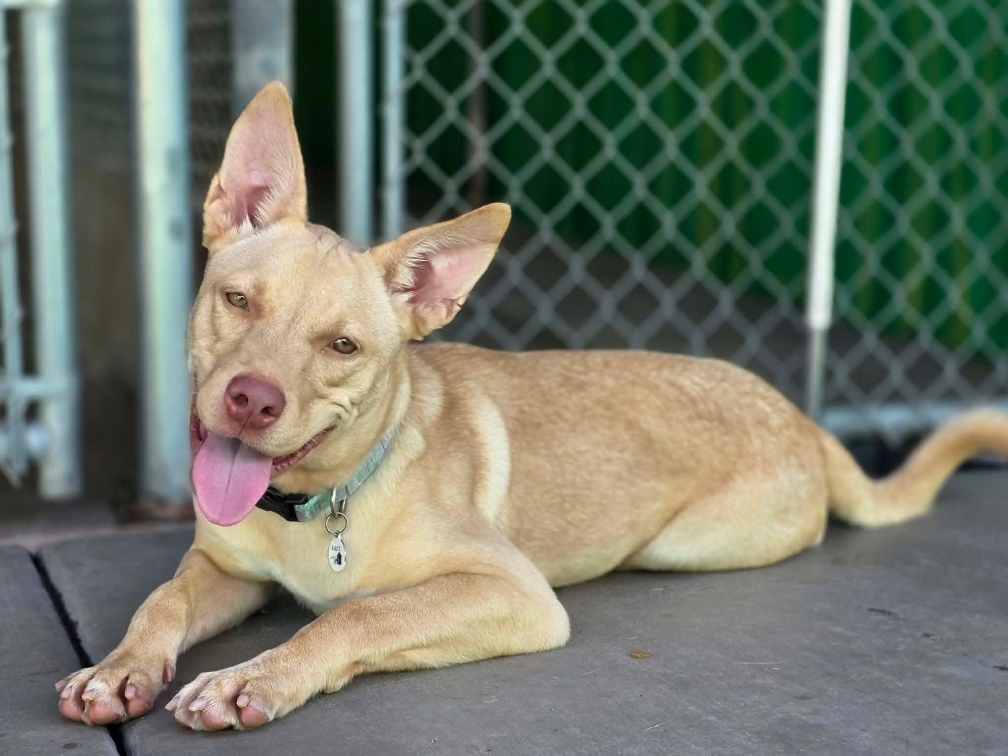 Sahara, Adopted, Puppy Female Carolina Dog.