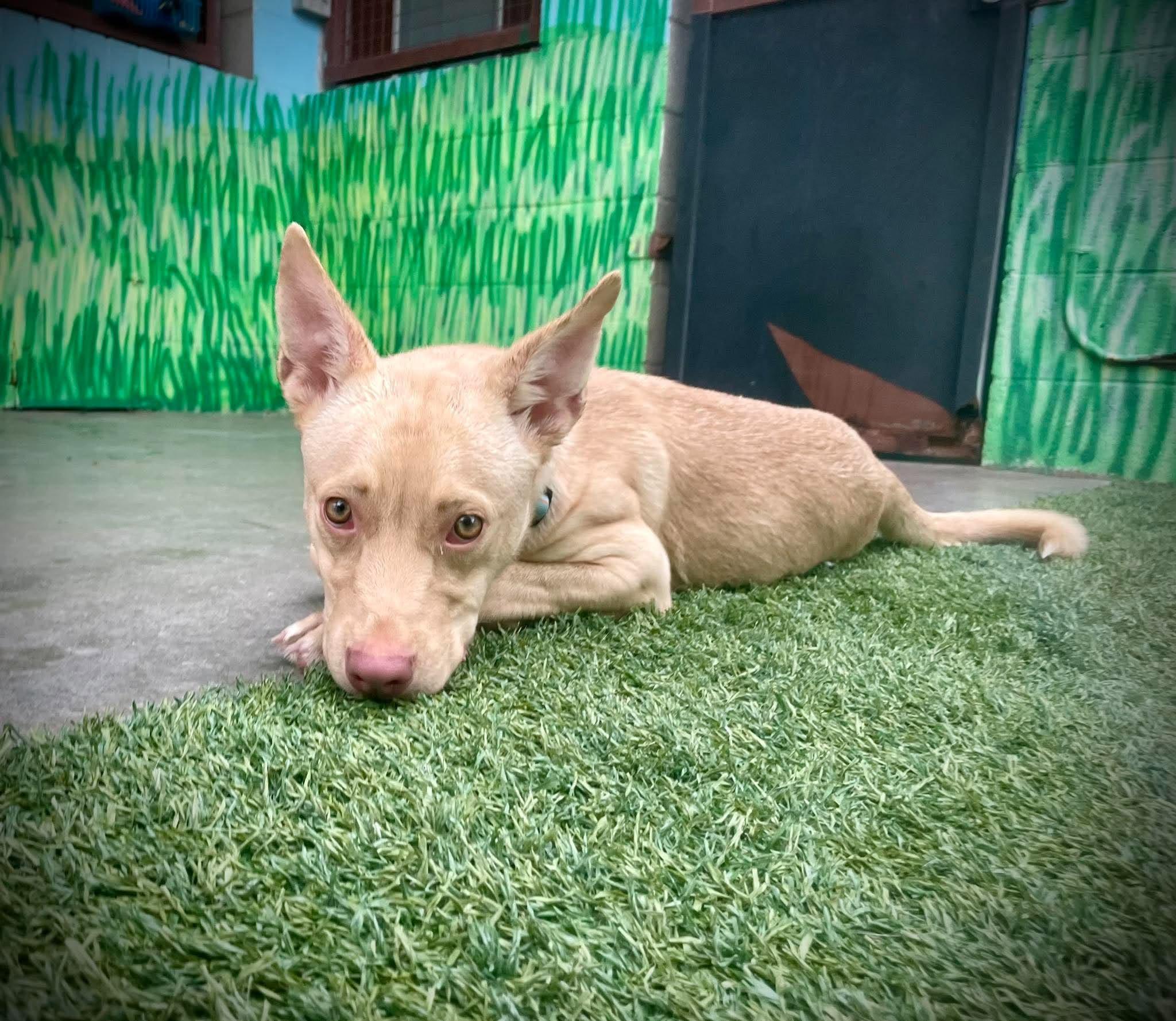 Enlarge Sahara, a Adopted mixed breed in Phoenix, AZ image 5/6