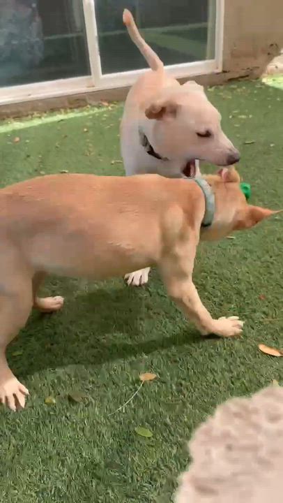 Enlarge Sahara, a Adopted mixed breed in Phoenix, AZ video 3/6