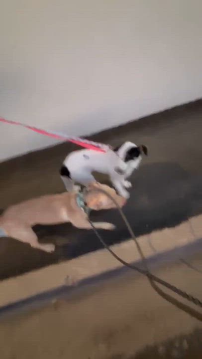 Enlarge Sahara, a Adopted mixed breed in Phoenix, AZ video 4/6