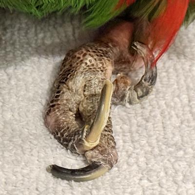 Enlarge Happy, a Adoptable Eclectus in Frederick, MD image 3/4
