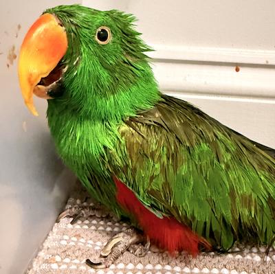 Enlarge Happy, a Adoptable Eclectus in Frederick, MD image 4/4