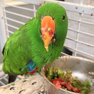 Happy, Adoptable, Adult Male Eclectus.