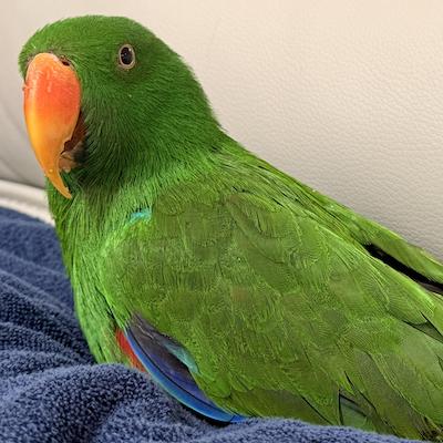 Enlarge Happy, a Adoptable Eclectus in Frederick, MD image 2/4