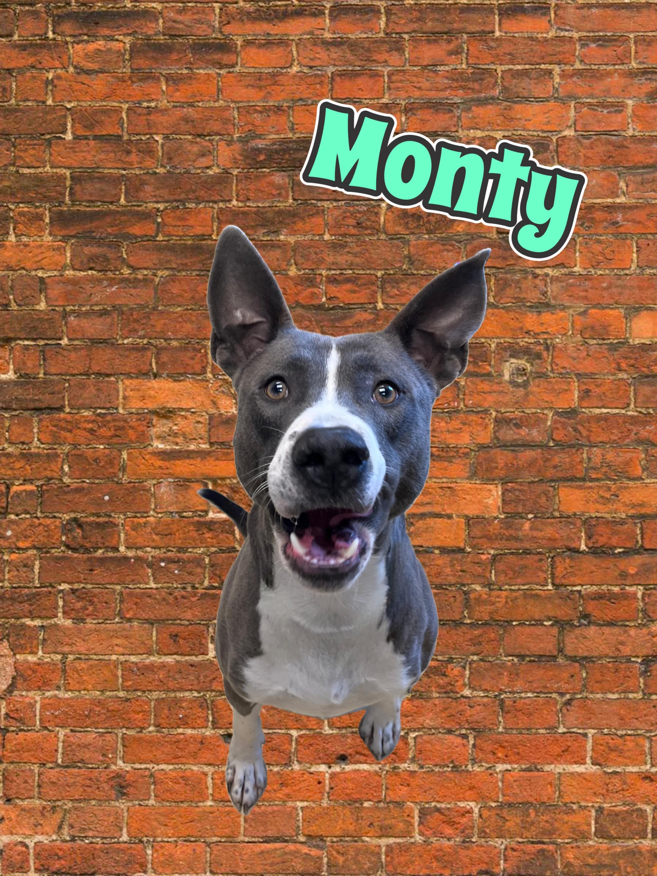 Monty, ADOPTABLE, Adult Male Pit Bull Terrier.