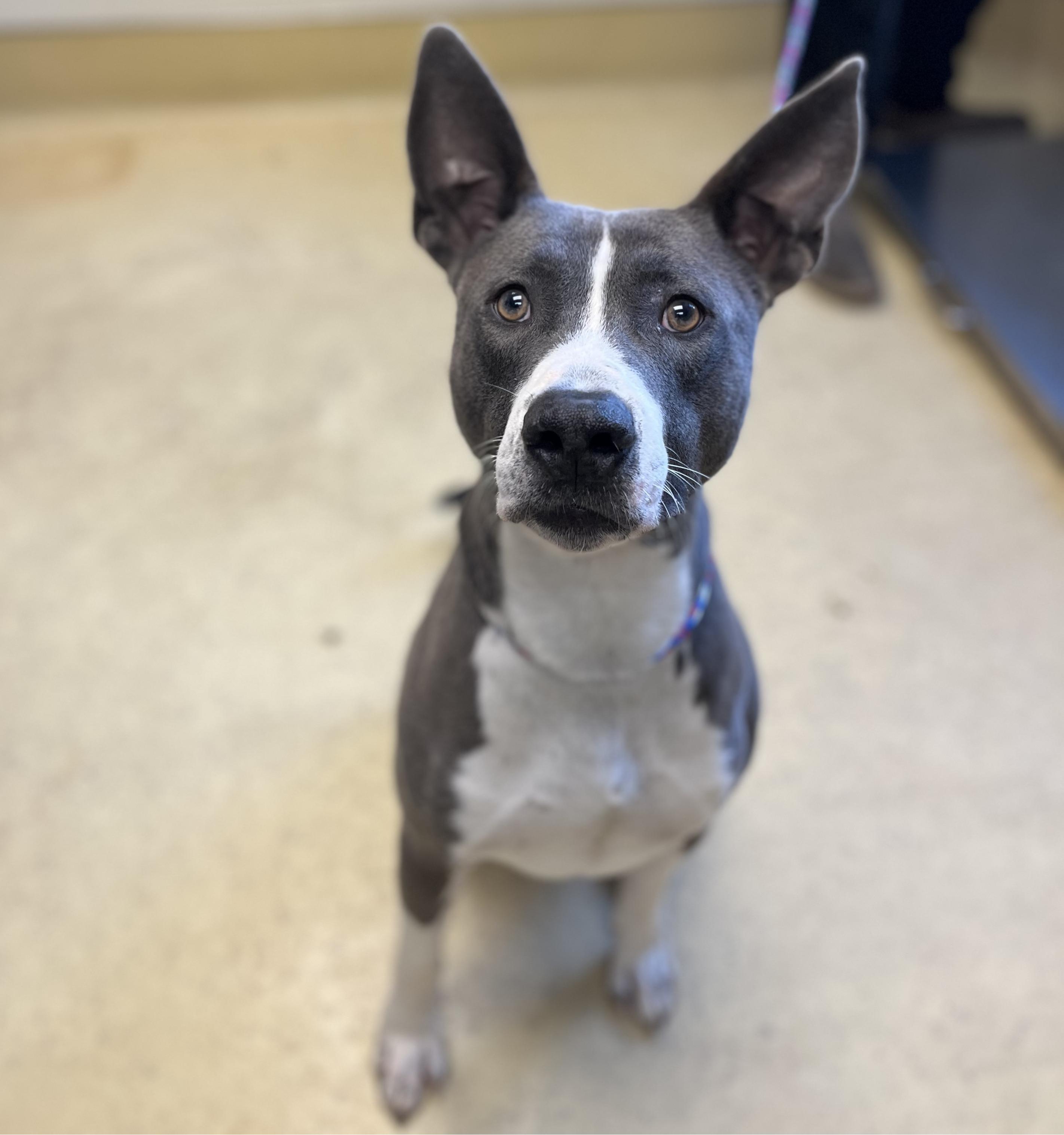 Monty, ADOPTABLE, Adult Male Pit Bull Terrier.