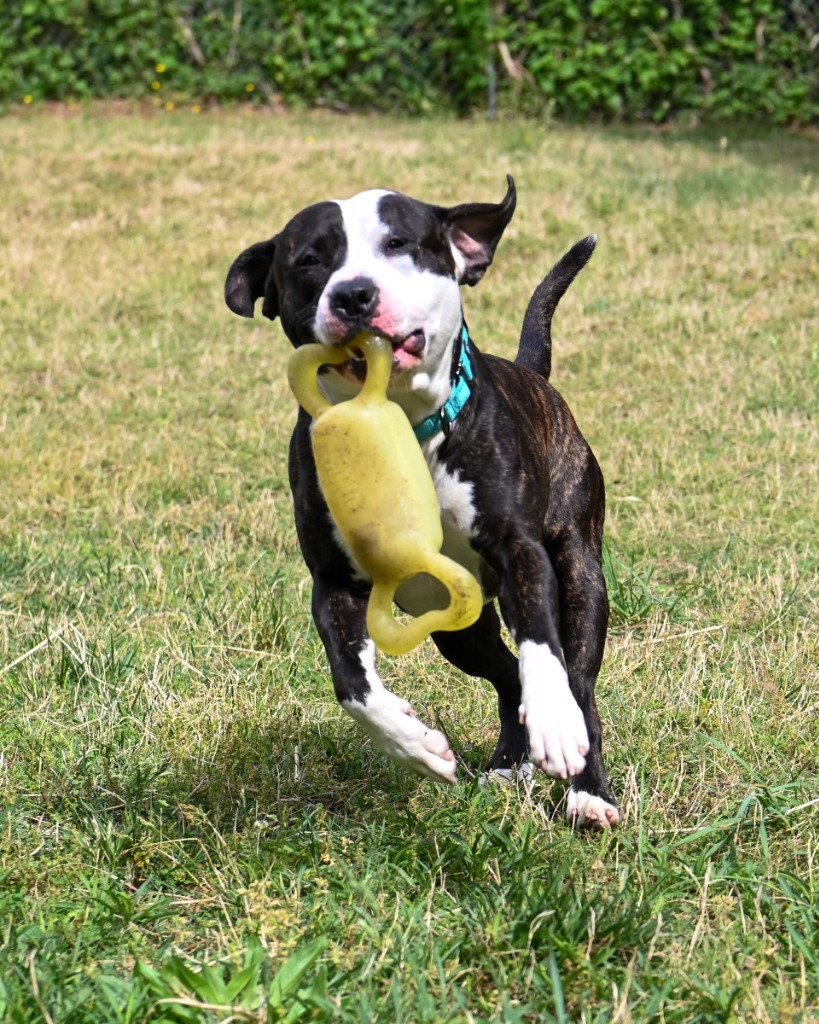 DA 24 Magnus, Adoptable, Adult Male Pit Bull Terrier.
