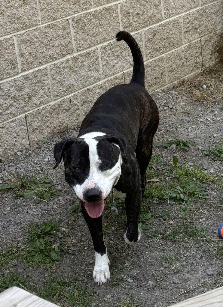 Enlarge DA 24 Magnus, a Adoptable Pit Bull Terrier in Glen Allen, VA image 1/1