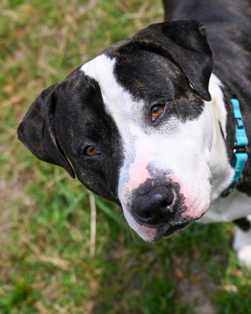 Enlarge DA 24 Magnus, a Adoptable Pit Bull Terrier in Glen Allen, VA image 2/3
