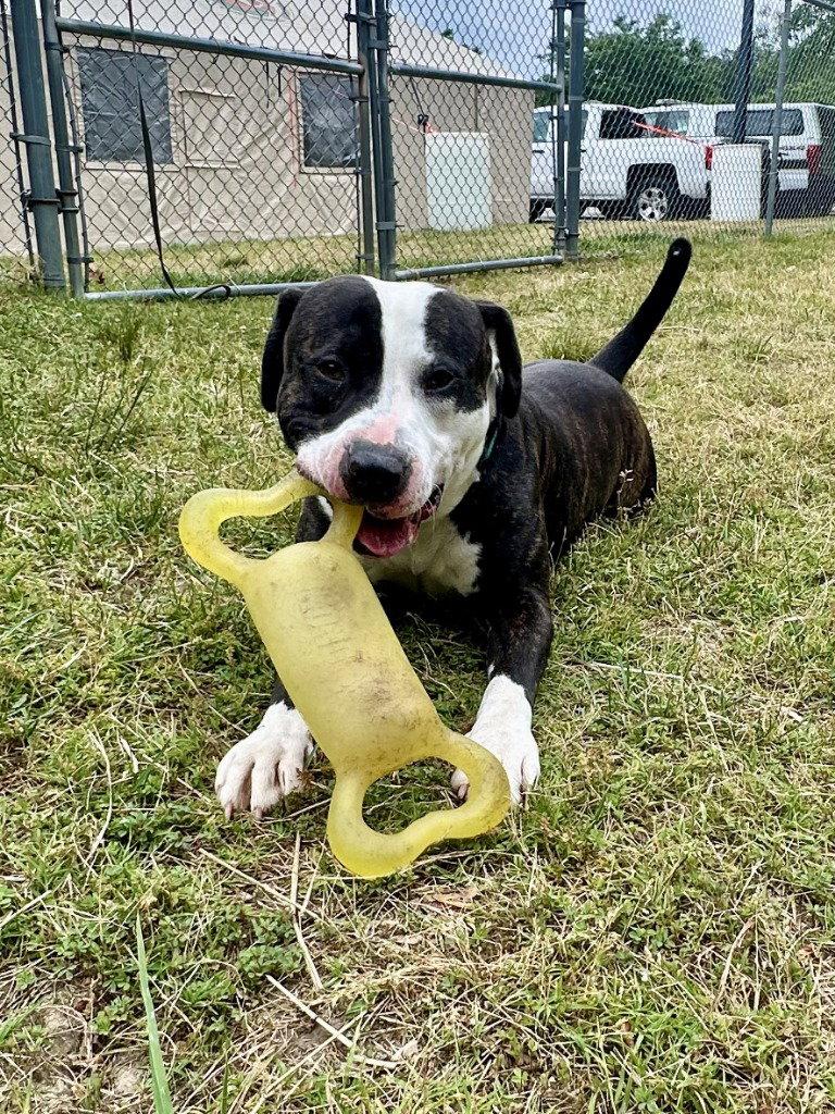 Enlarge DA 24 Magnus, a Adoptable Pit Bull Terrier in Glen Allen, VA image 3/3