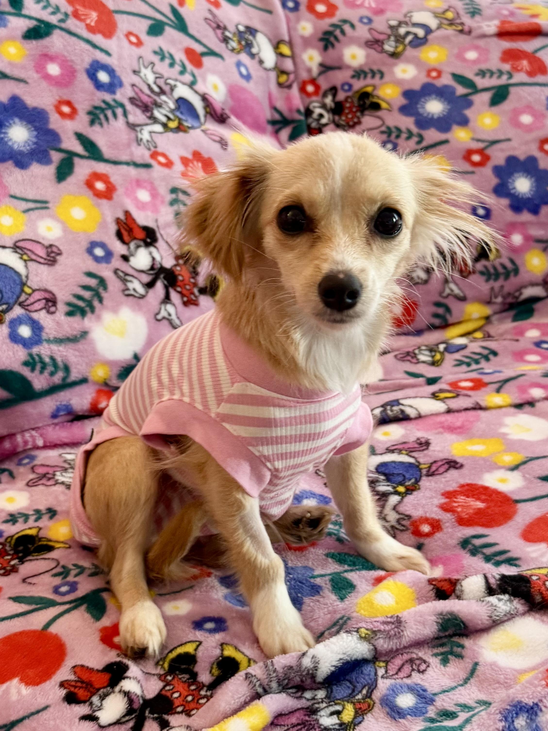 Enlarge Esmae, a ADOPTABLE mixed breed in West Hollywood, CA image 3/3