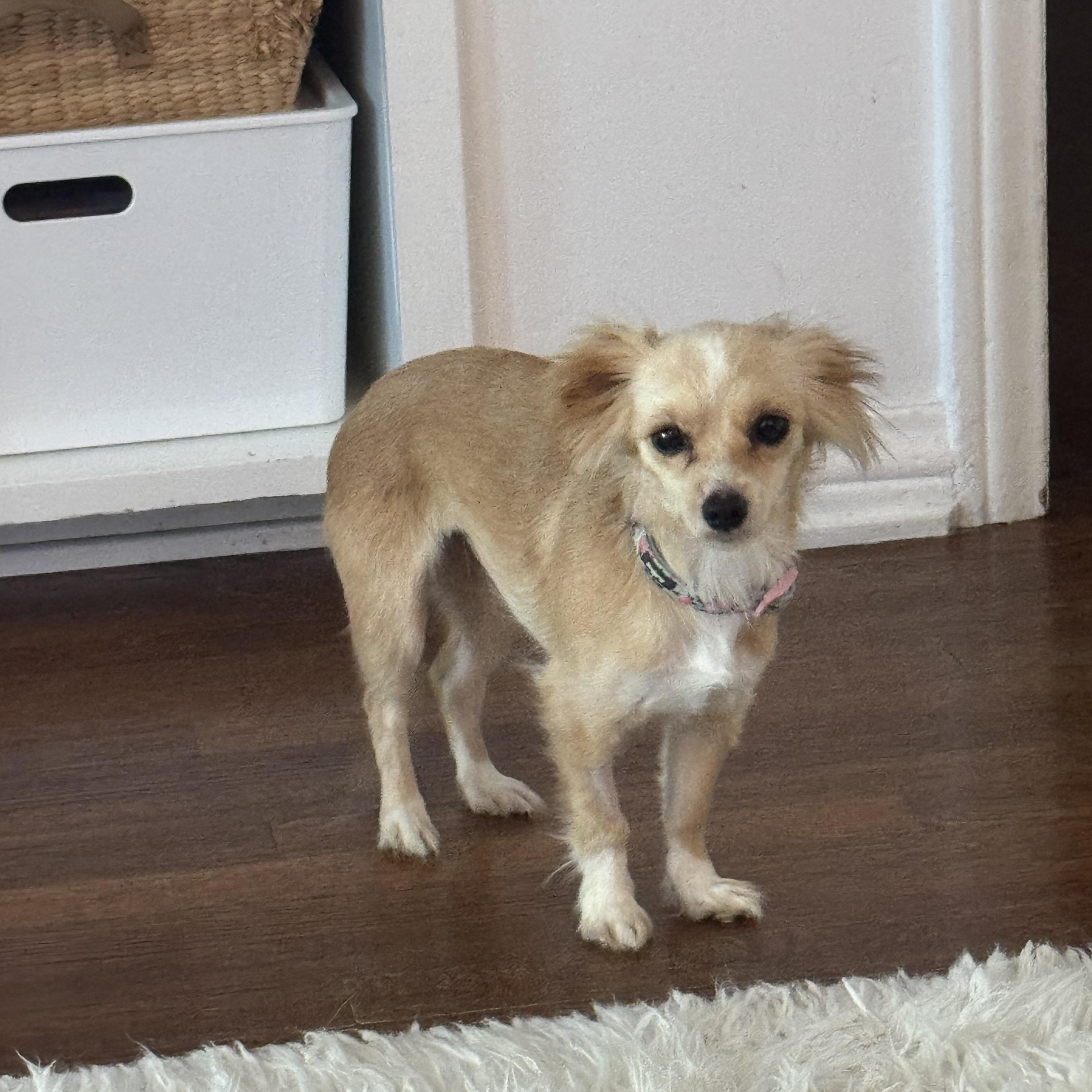 Enlarge Esmae, a ADOPTABLE mixed breed in West Hollywood, CA image 2/3