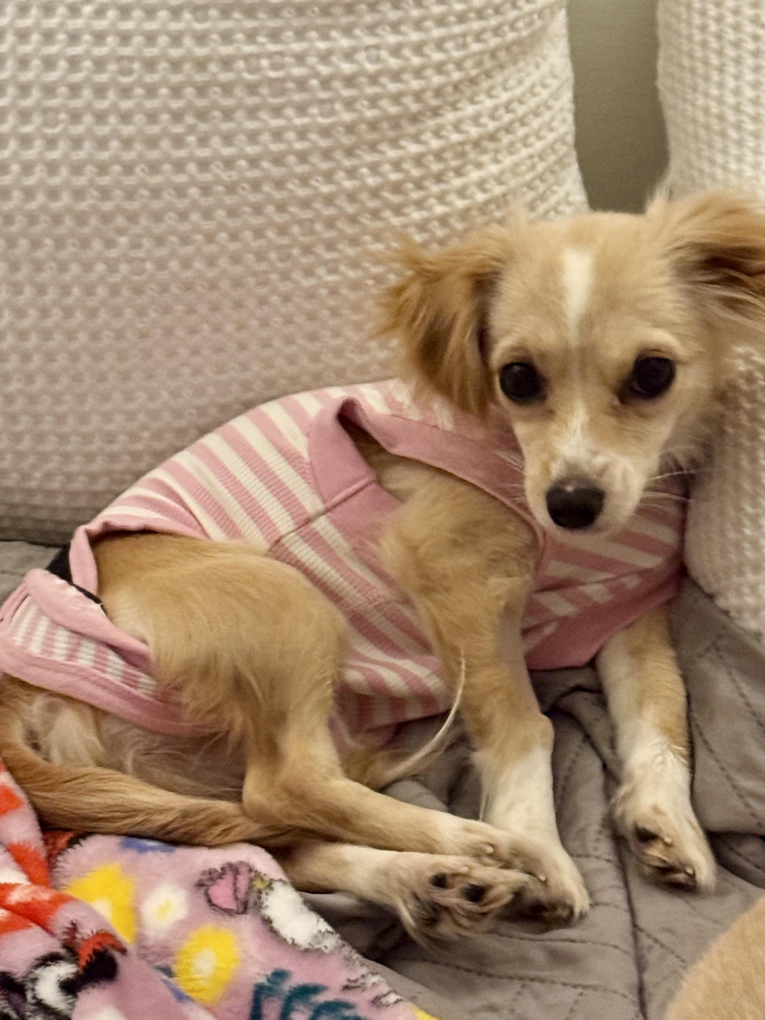 Enlarge Esmae, a ADOPTABLE mixed breed in West Hollywood, CA image 1/3