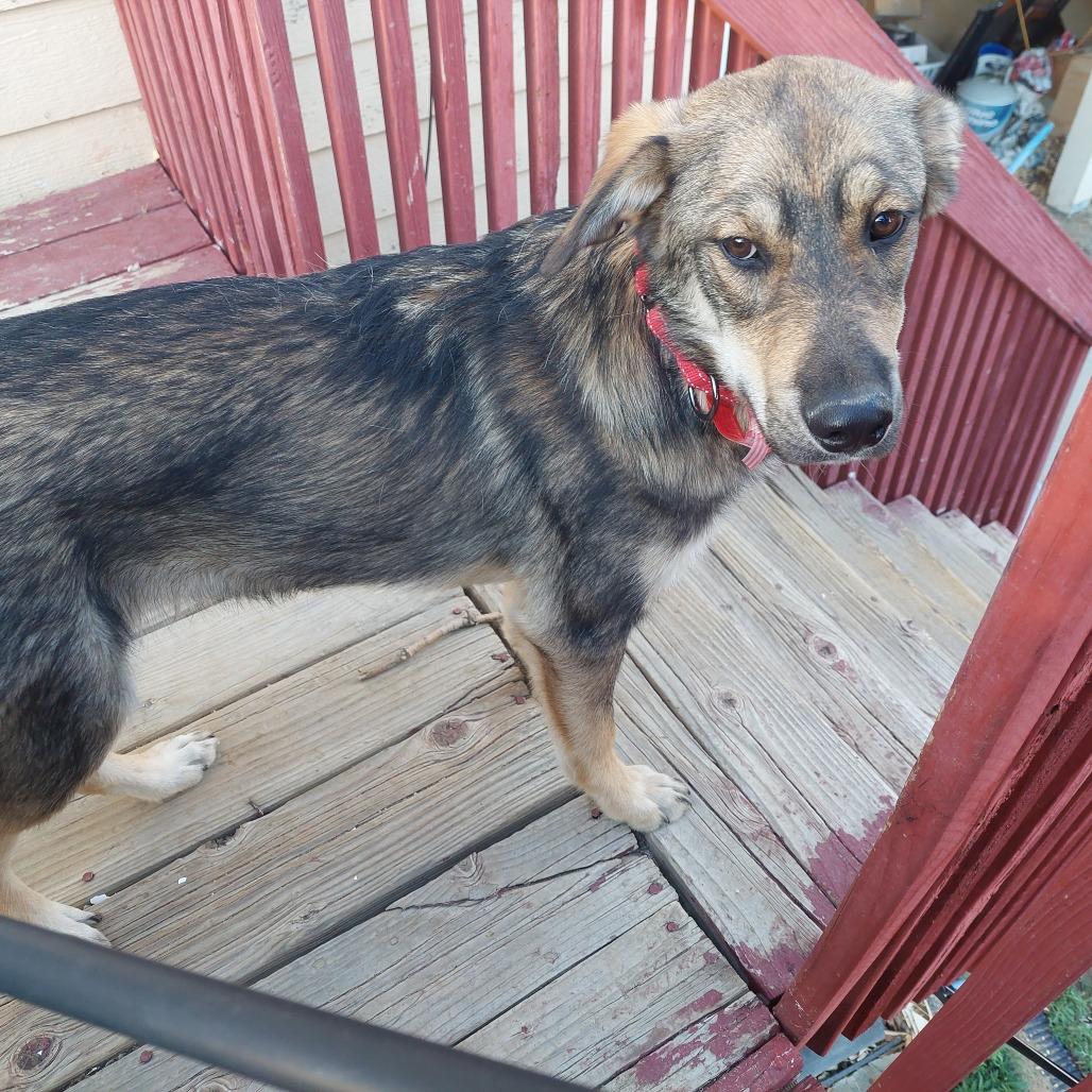 Enlarge 490 (2026) Sven, a Adoptable Shepherd in Parker, CO image 1/5