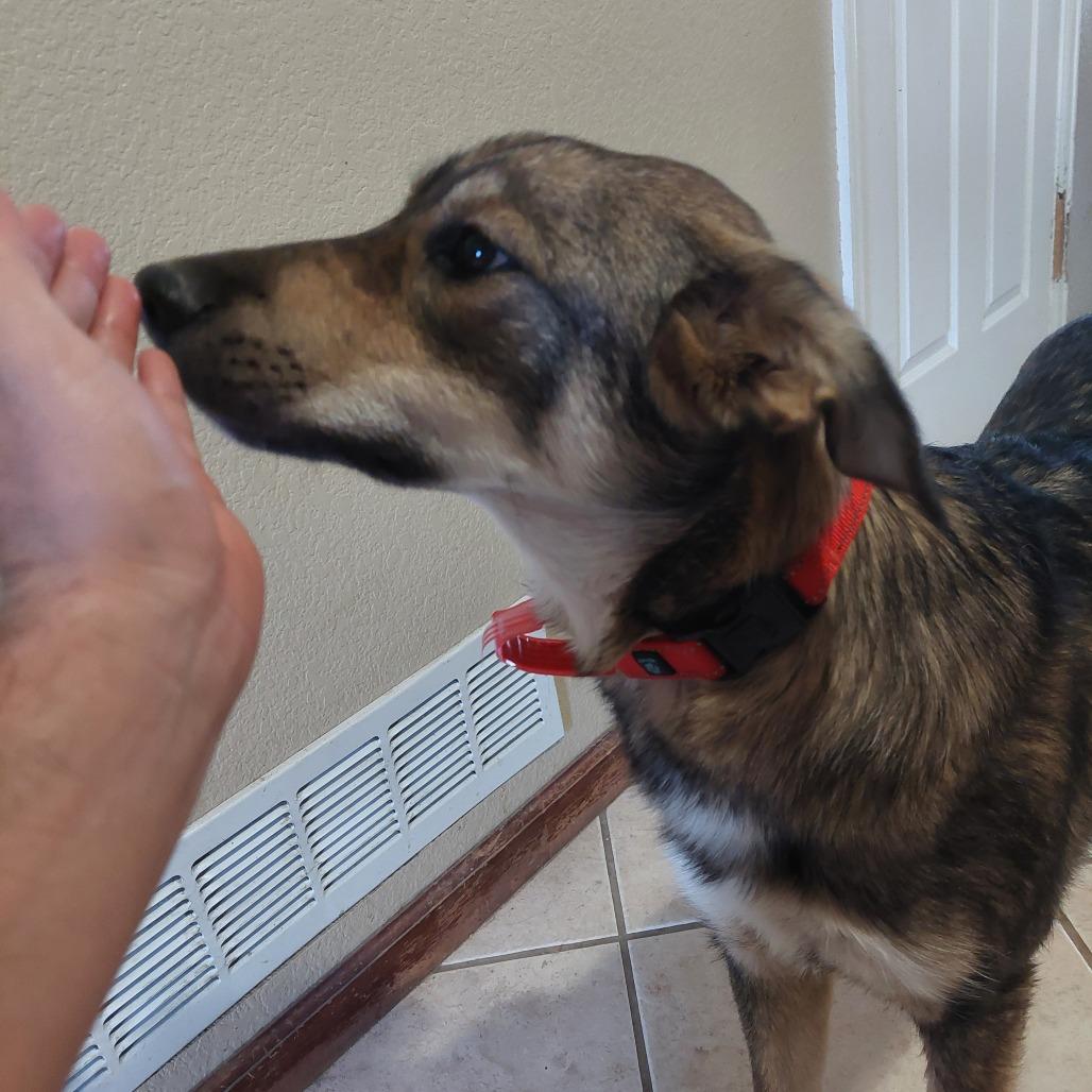 Enlarge 490 (2026) Sven, a Adoptable Shepherd in Parker, CO image 3/5