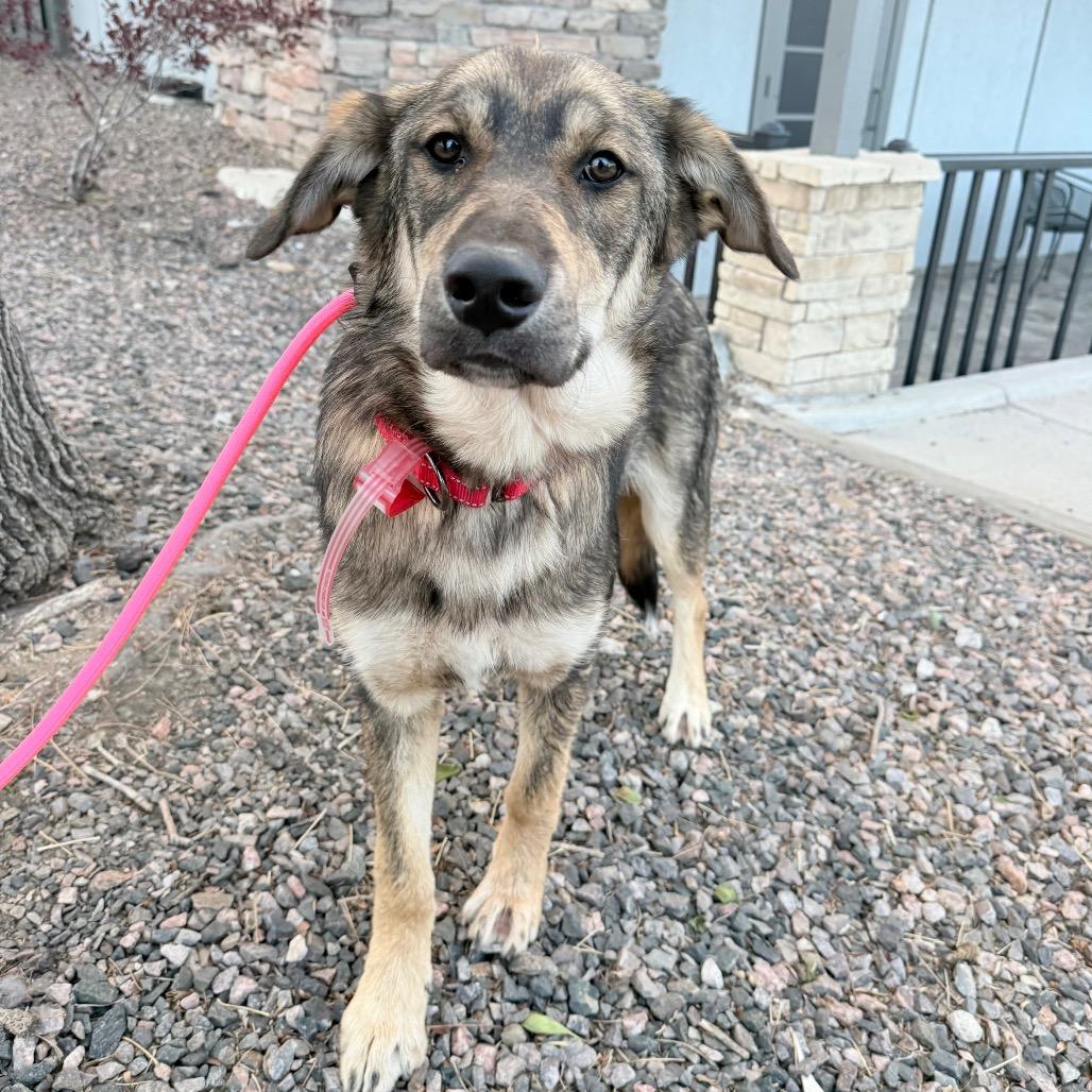 Enlarge 490 (2026) Sven, a Adoptable Shepherd in Parker, CO image 5/5