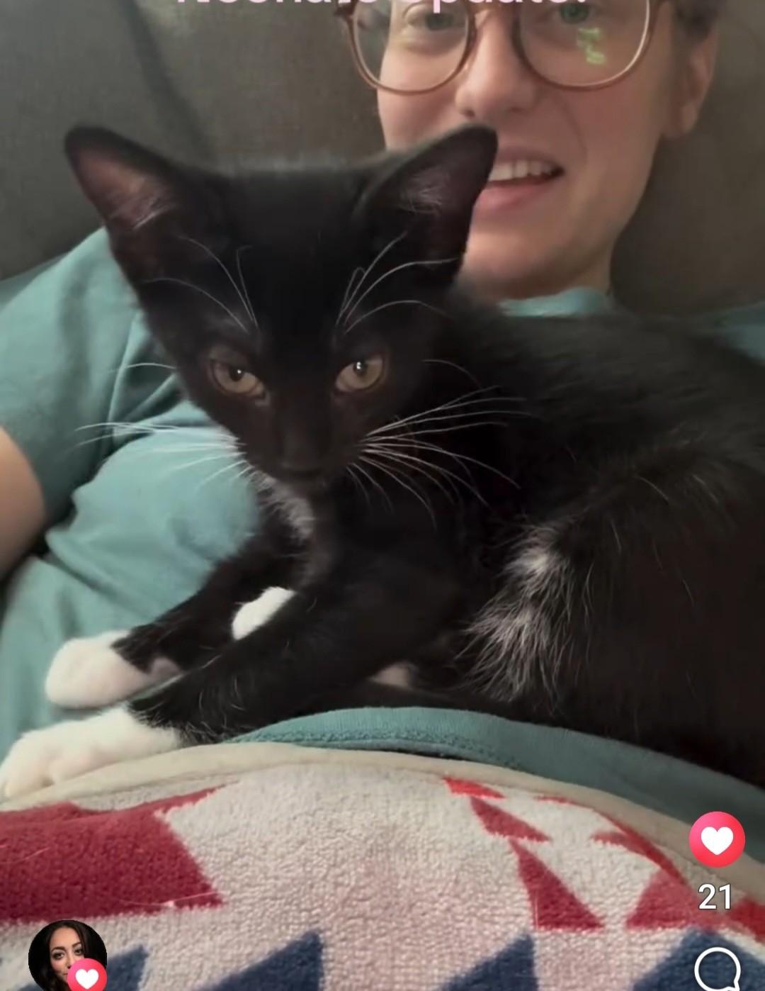 Penguin, ADOPTABLE, Kitten Female Domestic Short Hair & Tuxedo.