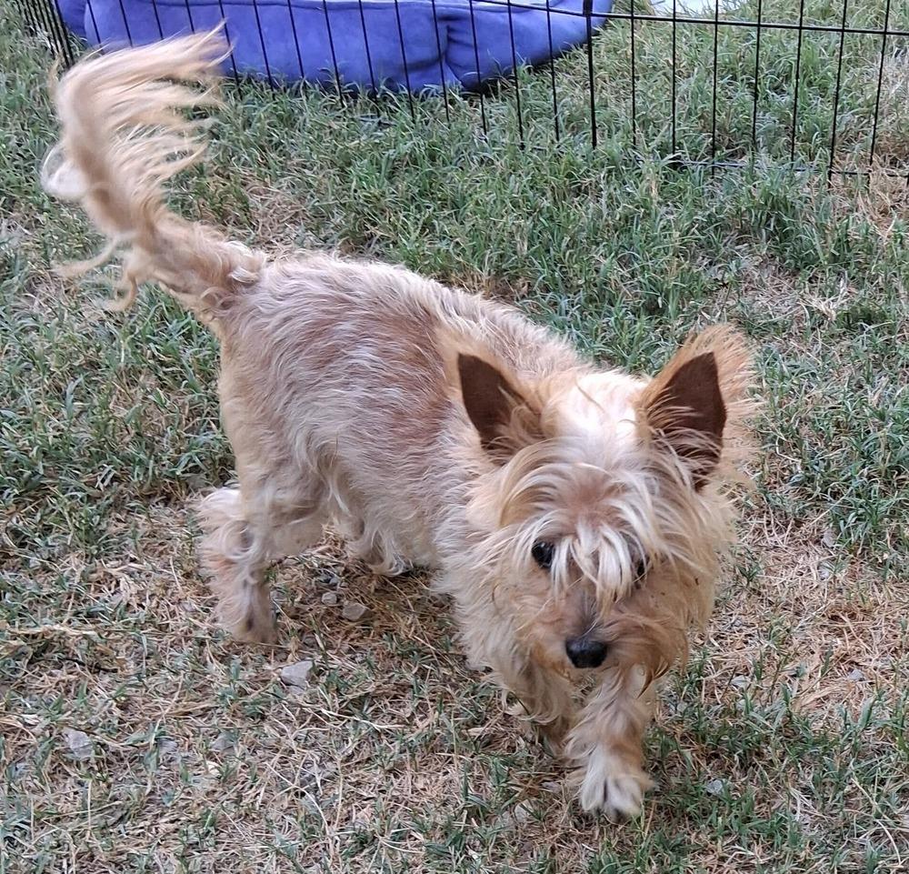 Shelly, Adoptable, Senior Female West Highland White Terrier / Westie.