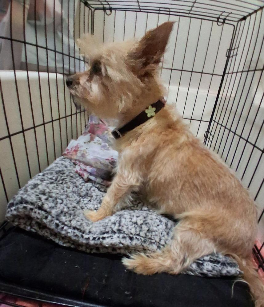 Enlarge Shelly, a Adoptable mixed breed in Shawnee, OK image 2/3