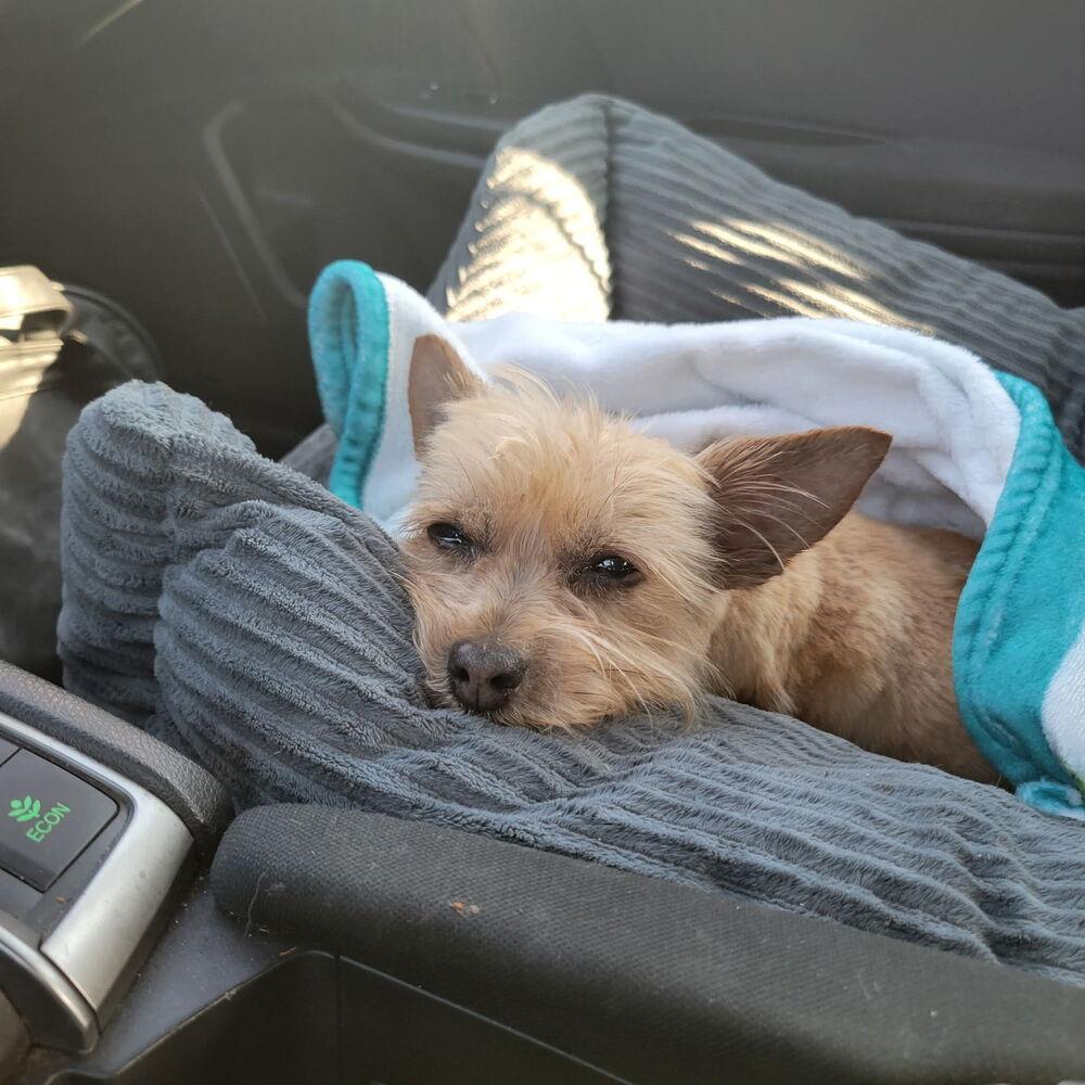 Enlarge Shelly, a Adoptable mixed breed in Shawnee, OK image 3/3
