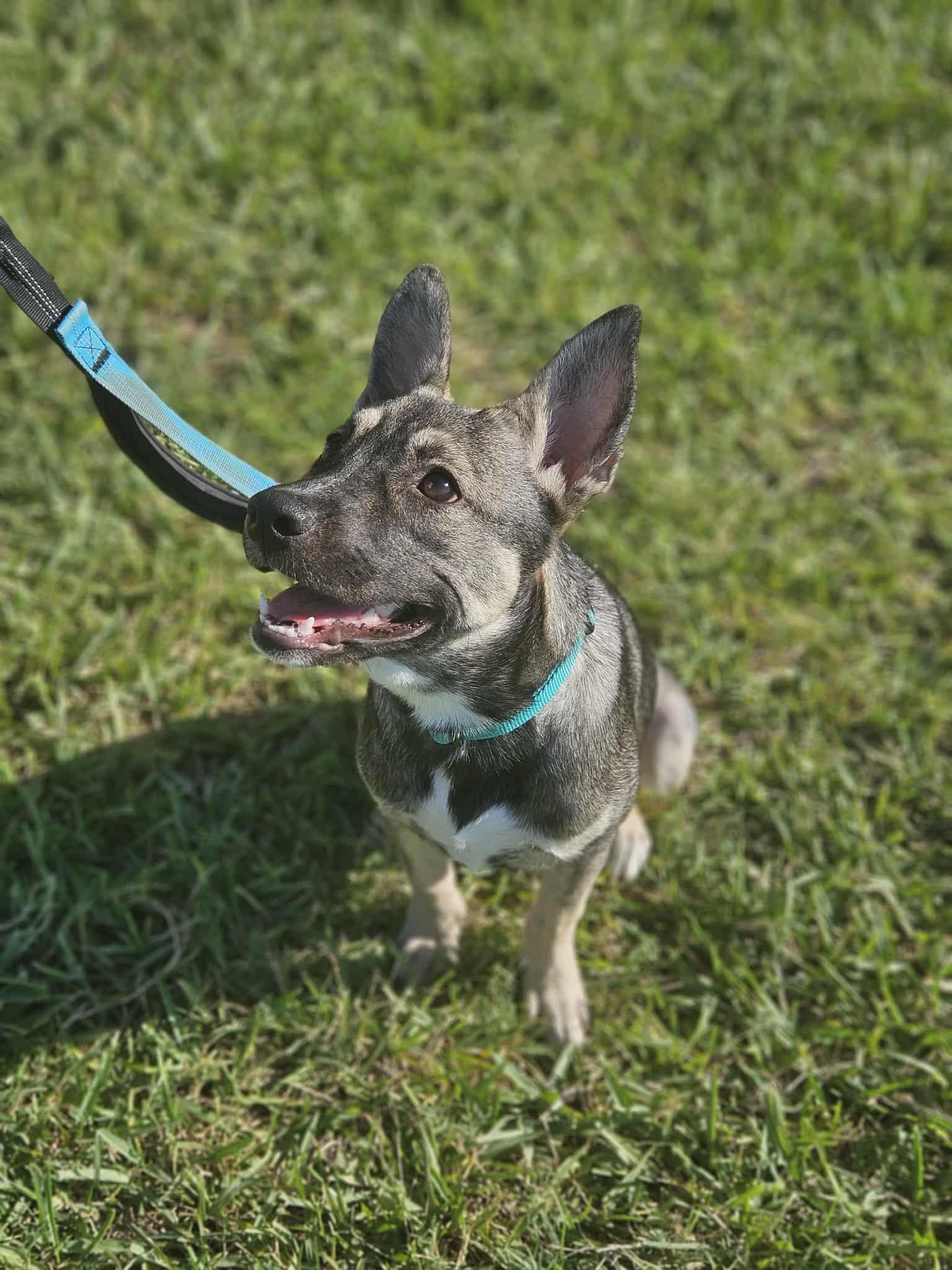 Rose, a ADOPTABLE mixed breed in New Milford, CT image 3/6