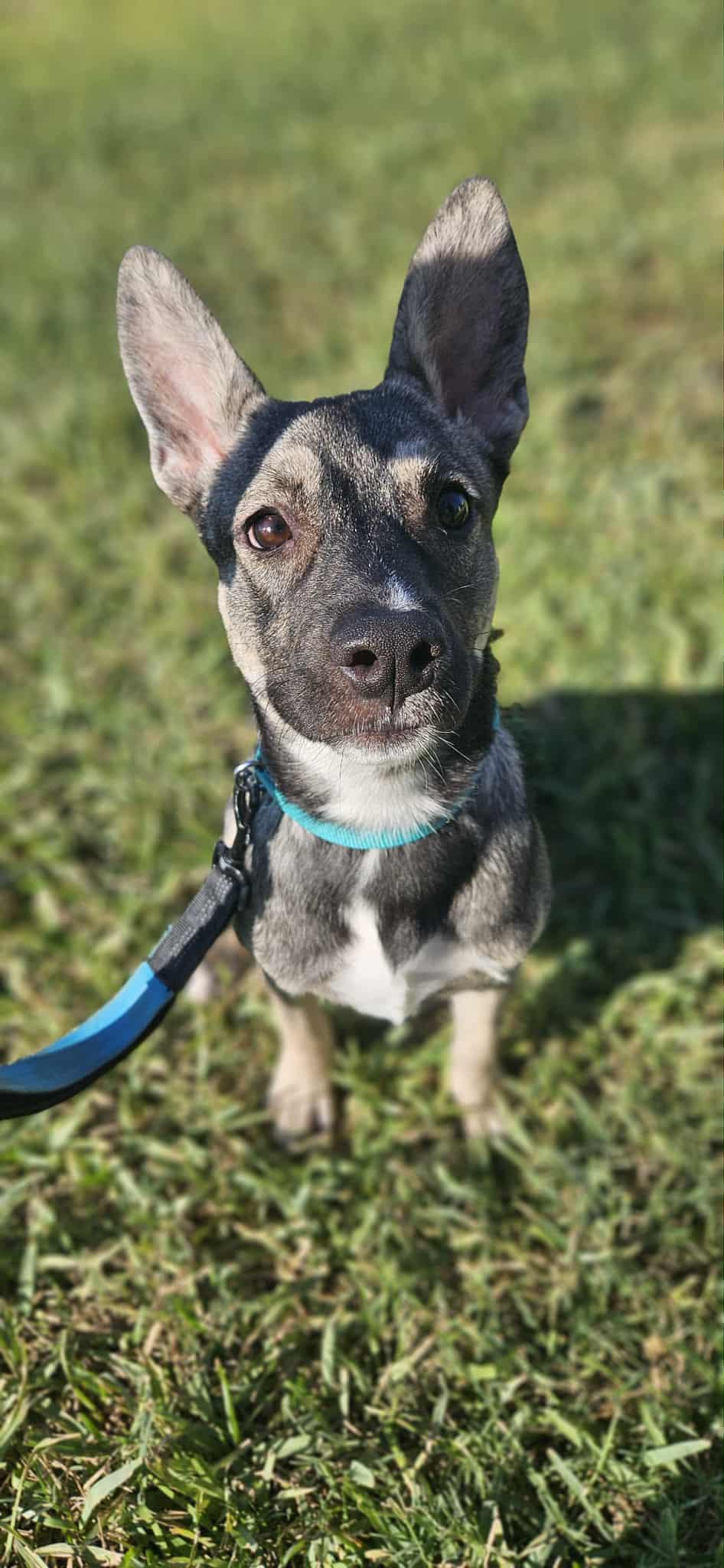 Rose, a ADOPTABLE mixed breed in New Milford, CT image 2/6