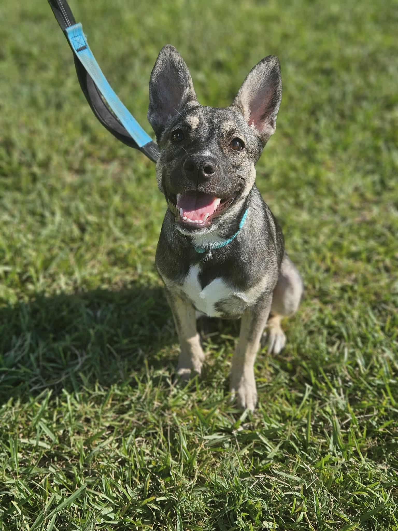 Rose, ADOPTABLE, Puppy Female Shepherd & Husky.