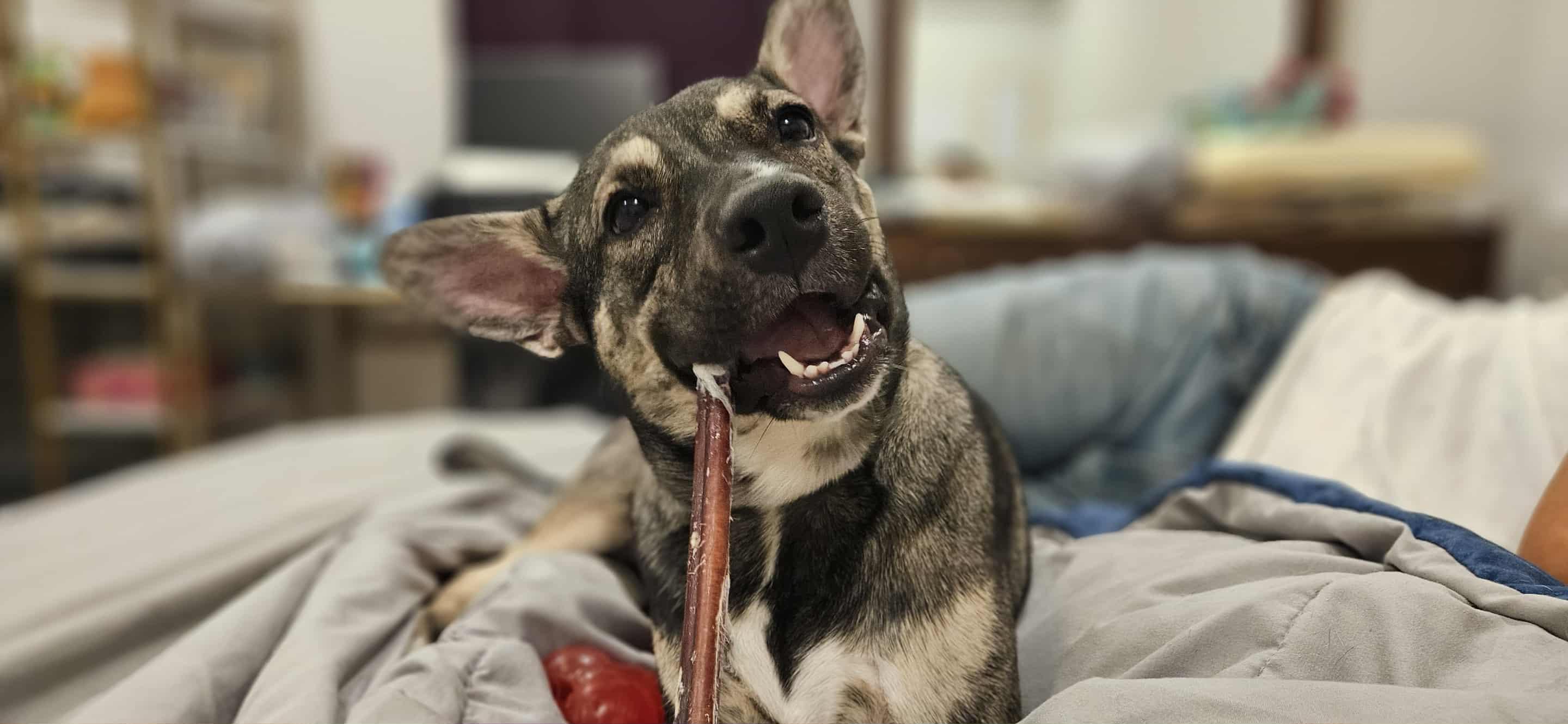 Rose, a ADOPTABLE mixed breed in New Milford, CT image 4/6