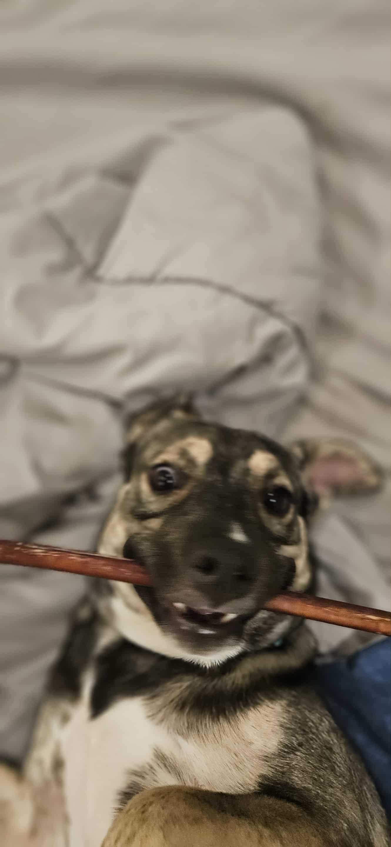 Rose, a ADOPTABLE mixed breed in New Milford, CT image 5/6