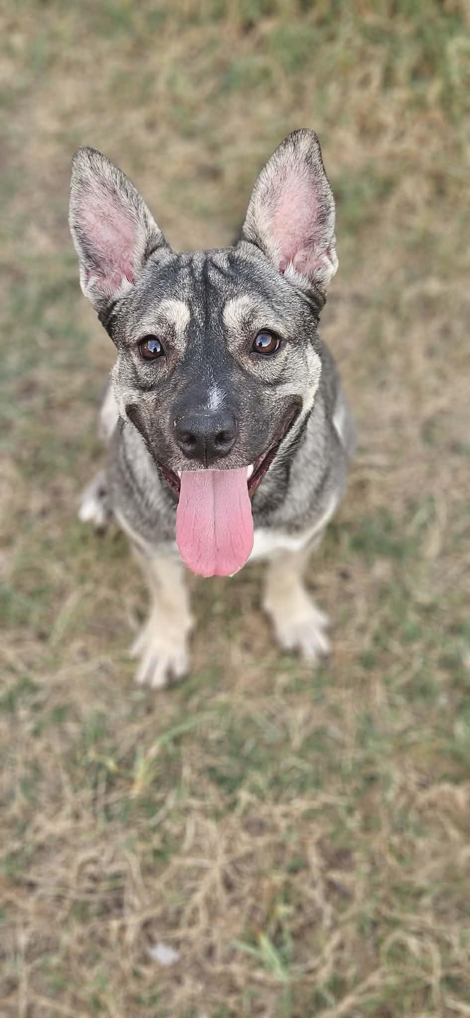 Rose, a ADOPTABLE mixed breed in New Milford, CT image 6/6