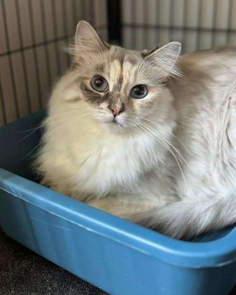 Enlarge Bernice, an adoptable mixed breed in Monticello, IL image 1/2