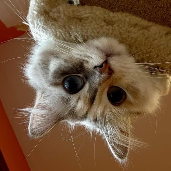 Enlarge Bernice, an adoptable mixed breed in Monticello, IL image 2/2