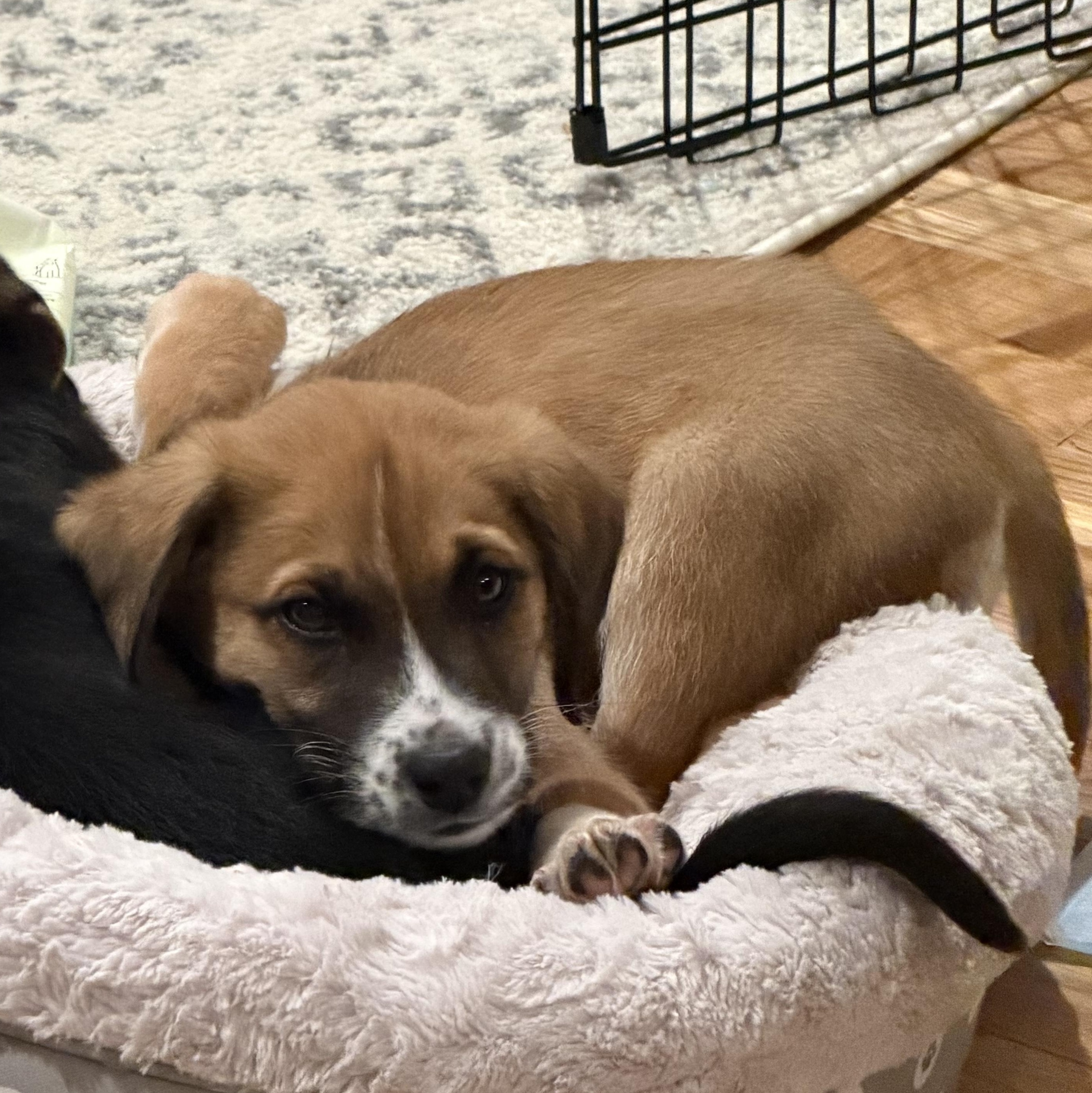 Enlarge Bad Bunny, a Adoptable mixed breed in Richmond, VA image 6/6