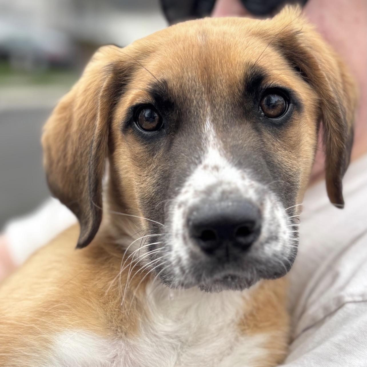Bad Bunny, Adoptable, Puppy Male Beagle.
