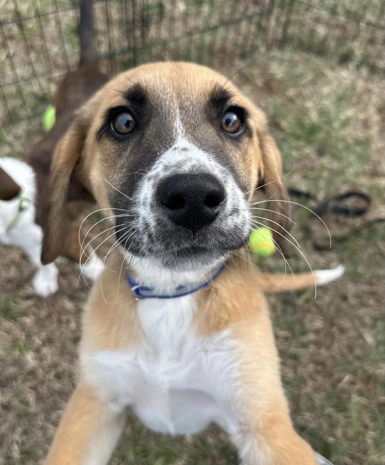 Enlarge Bad Bunny, a Adoptable mixed breed in Richmond, VA image 3/6