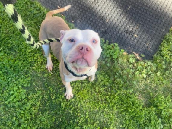 LADADOO, Adoptable, Adult Male Pit Bull Terrier & Mixed Breed.