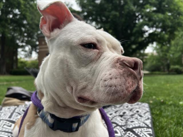 Enlarge LADADOO, a Adoptable mixed breed in Chapel Hill, NC image 1/1