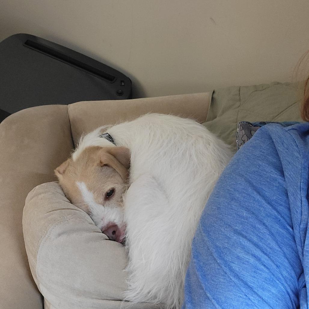 Crockpot Carol, Adoptable, Adult Female Jack Russell Terrier.