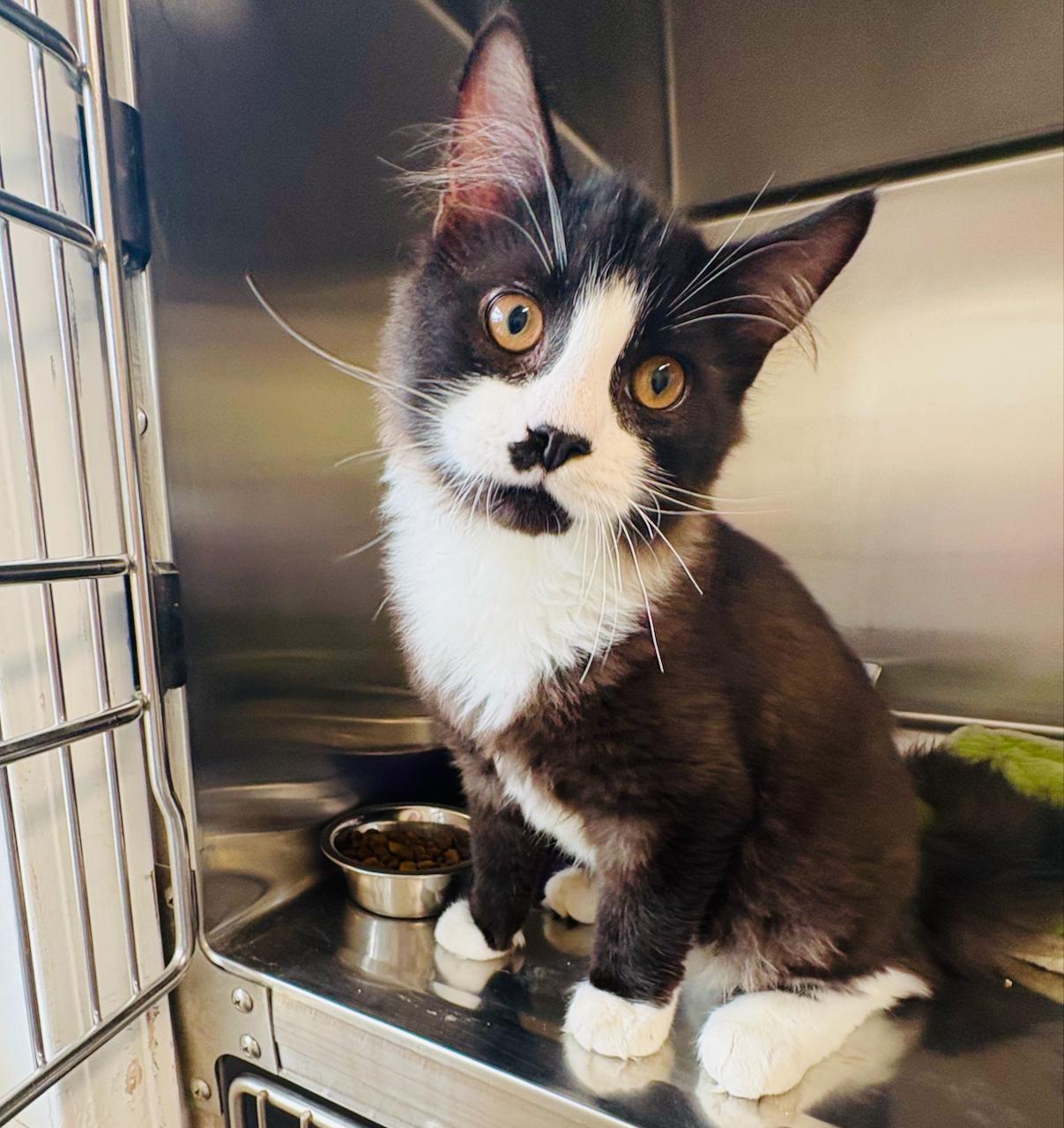 Toby, adoptable, Young Male Domestic Medium Hair.