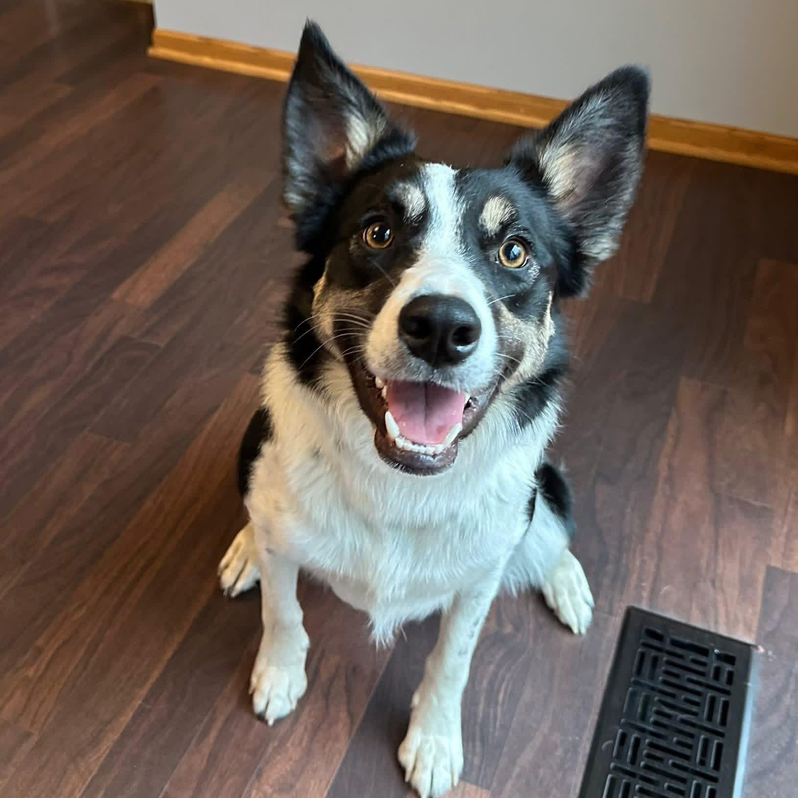 Enlarge Audrey-Home Visit in Process, a Adoptable Border Collie in Hartland, WI image 3/6