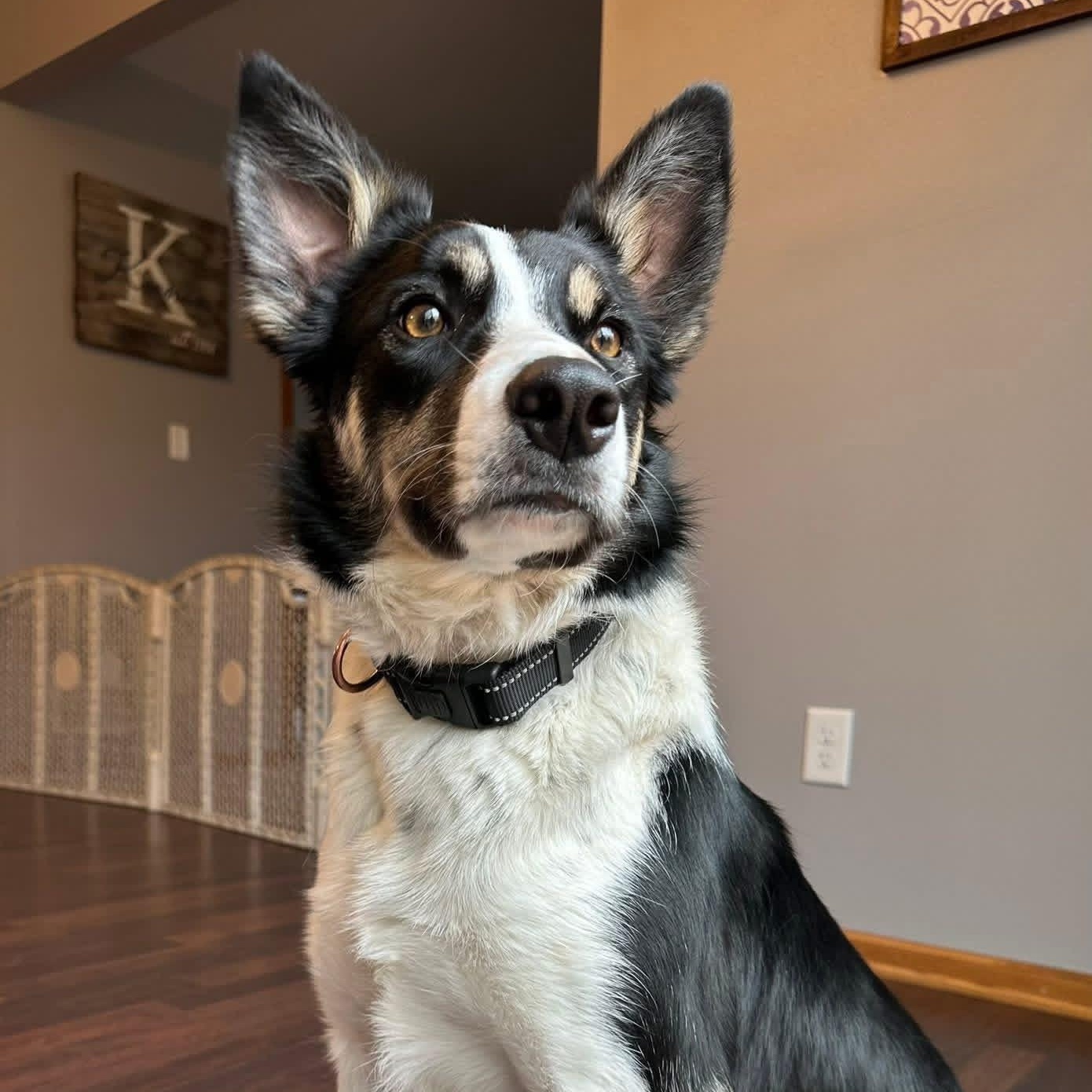 Enlarge Audrey-Home Visit in Process, a Adoptable Border Collie in Hartland, WI image 4/6