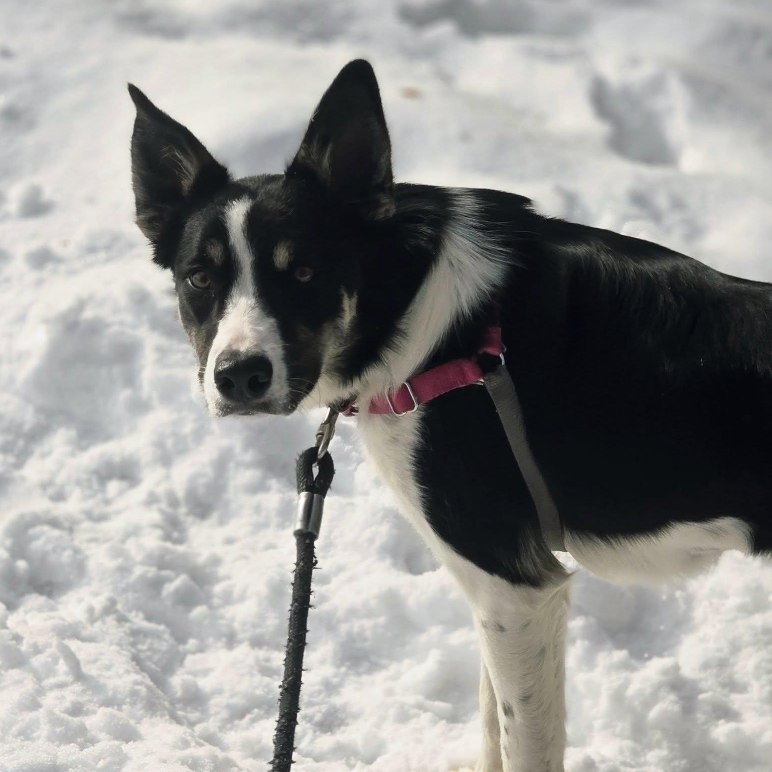 Enlarge Audrey-Foster Home Needed, a Adoptable Border Collie in Hartland, WI image 4/6