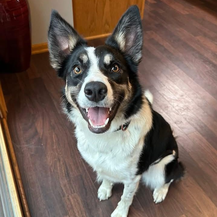 Enlarge Audrey-Home Visit in Process, a Adoptable Border Collie in Hartland, WI image 1/6