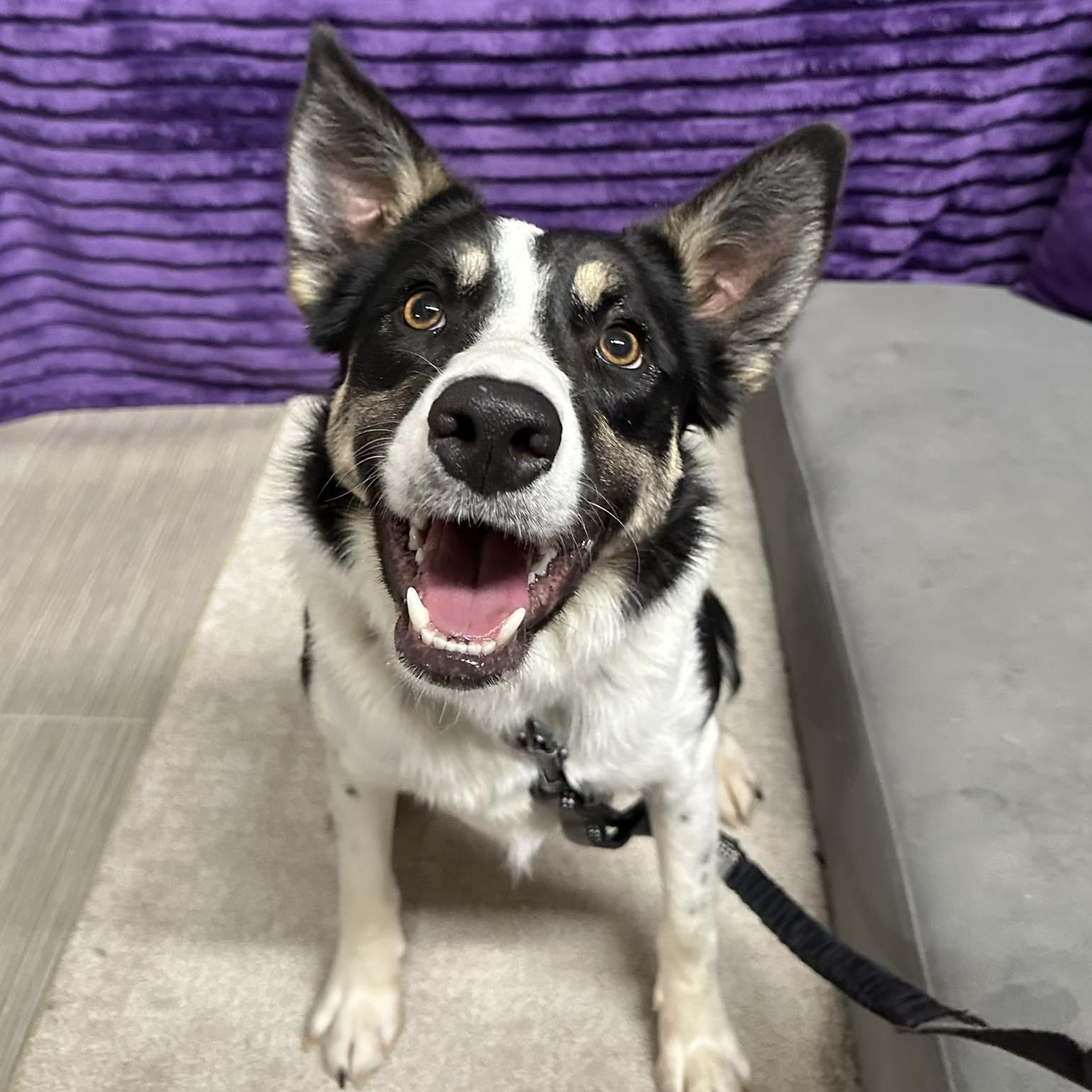 Enlarge Audrey-Foster Home Needed, a Adoptable Border Collie in Hartland, WI image 1/6