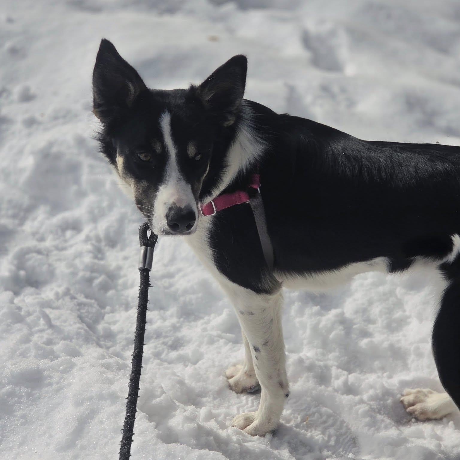 Enlarge Audrey-Foster Home Needed, a Adoptable Border Collie in Hartland, WI image 5/6