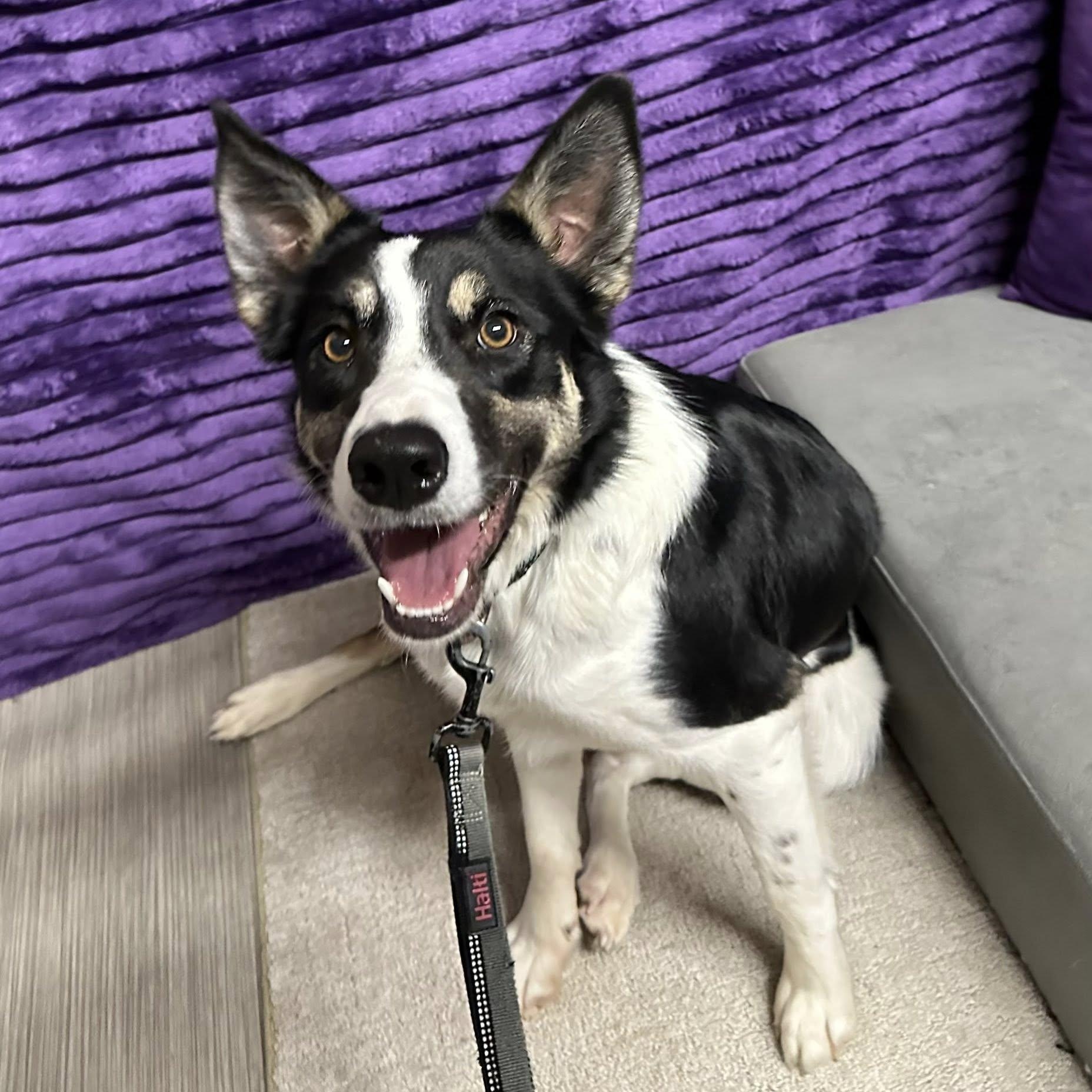 Enlarge Audrey-Foster Home Needed, a Adoptable Border Collie in Hartland, WI image 3/6