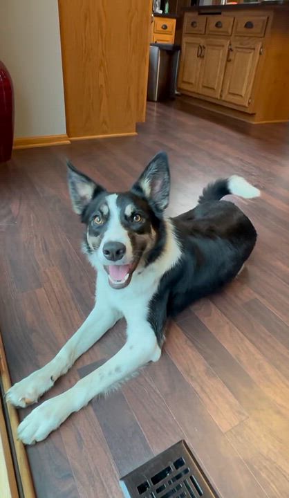 Enlarge Audrey-Home Visit in Process, a Adoptable Border Collie in Hartland, WI video 6/6