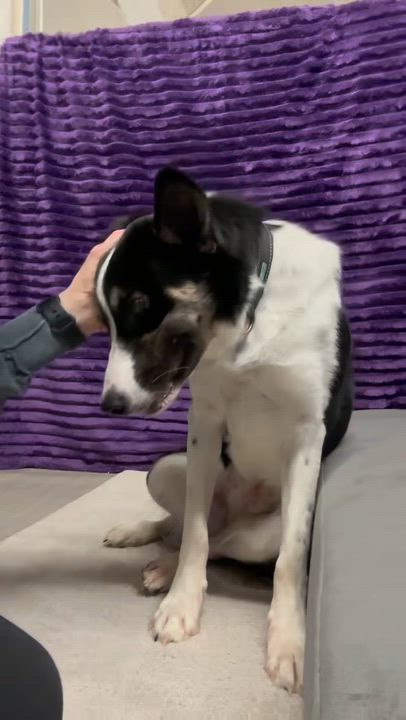 Enlarge Audrey-Foster Home Needed, a Adoptable Border Collie in Hartland, WI video 6/6