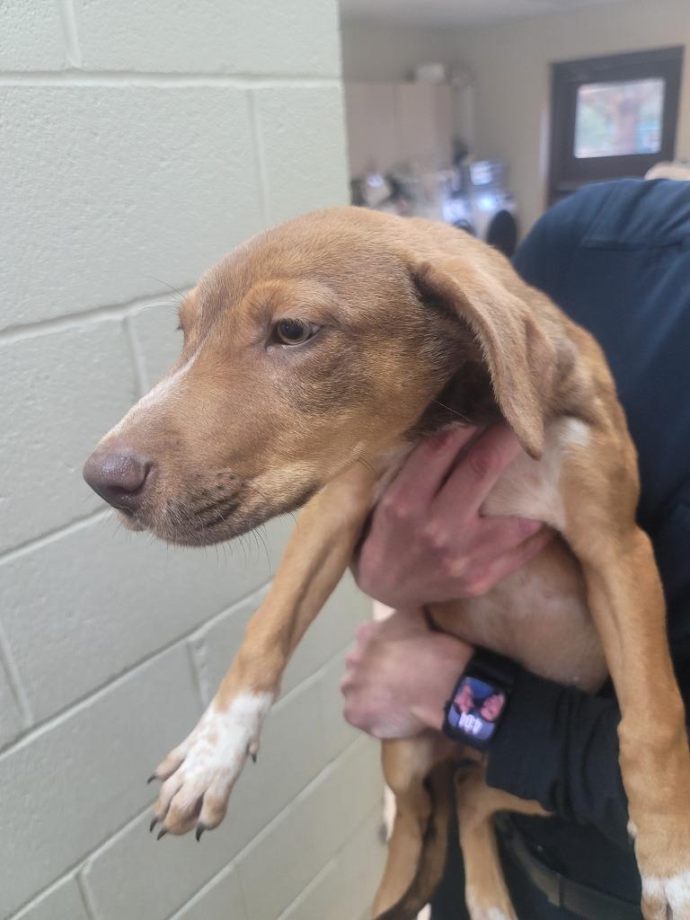 Nutcracker, Adoptable, Puppy Male Labrador Retriever & Black Mouth Cur.