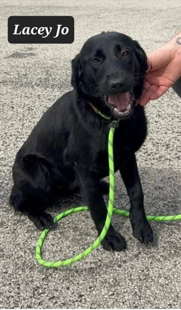 Lacey Jo, Adoptable, Young Female Labrador Retriever.